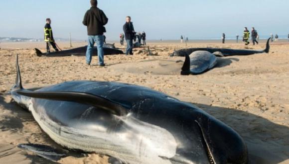 Centenar de ballenas piloto quedan varadas en la costa india 