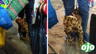 Perrito se vuelve viral al ser pintado como un guepardo