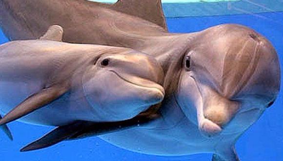 Ternura de delfines: cantan a su bebés cuando están en el útero 