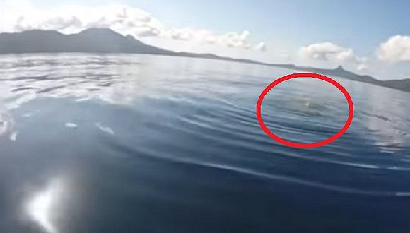 ¡Sin piedad! YouTube: Graban instante en que tiburón devora una vaca completa (VIDEO)