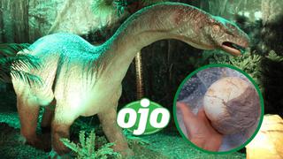 Oficiales de Aduanas en Italia decomisaron un huevo de dinosaurio de 159 millones de años