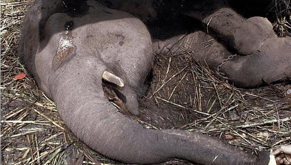 Lagrimas de elefante antes de morir conmueve al mundo   