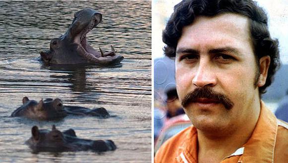 Hipopótamos son el insólito legado del capo Pablo Escobar a Colombia 