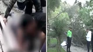 Hombre muere aplastado por árbol cuando dormía en banca de un parque | VIDEO