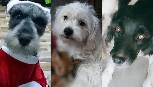 Mascotas perdidas: ayúdalos a volver a su hogar 