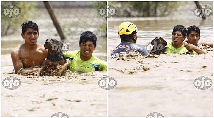 Mascotas: perrito se salva de milagro tras ser rescatado en pleno huaico en Huachipa (VIDEO)