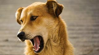 Quieren multar a dueños cuyos perros ladren por más de 15 minutos 
