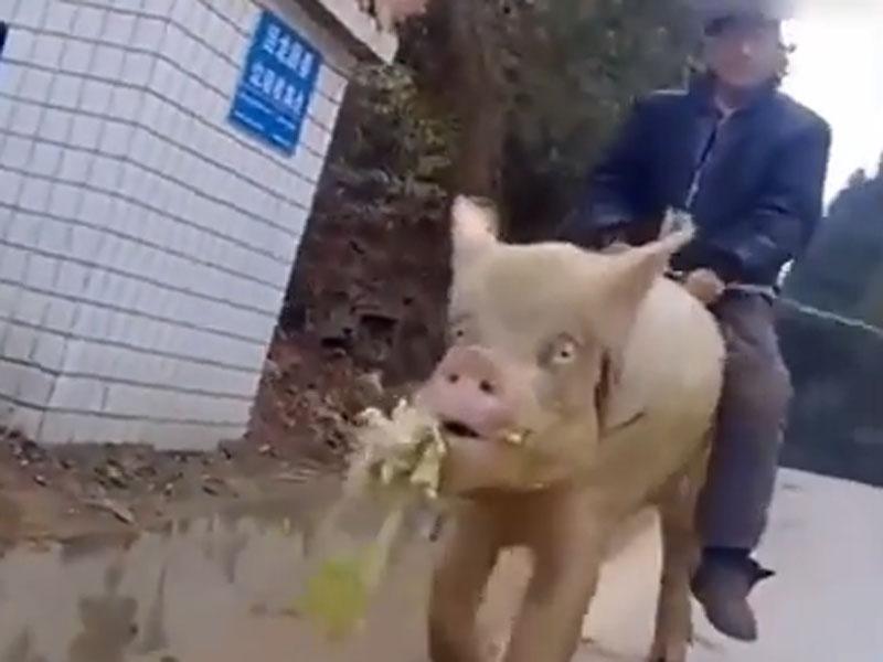Insólito: Hombre recorre calles montado en cerdo gigante [VIDEO] 