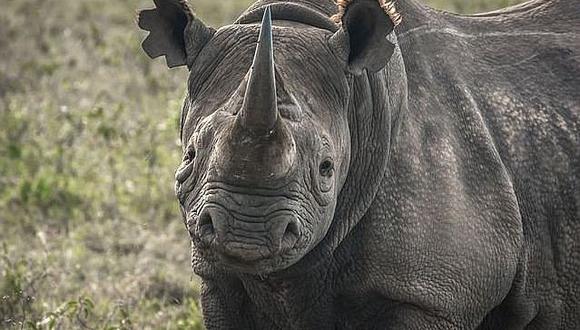 ​Un rinoceronte negro mata a un guardabosques que cuidaba al animal