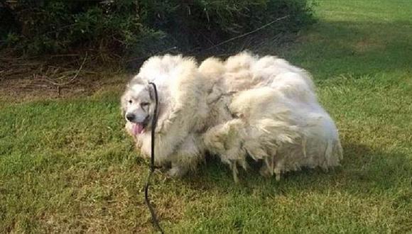 Facebook: Esta es la transformación de un perro tras quitarle 15 kilos de pelo