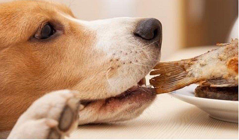 ¿Los perros deben consumir pescado crudo?