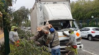 Surco: Chofer derriba árbol y poste tras perder control de un camión [FOTOS]