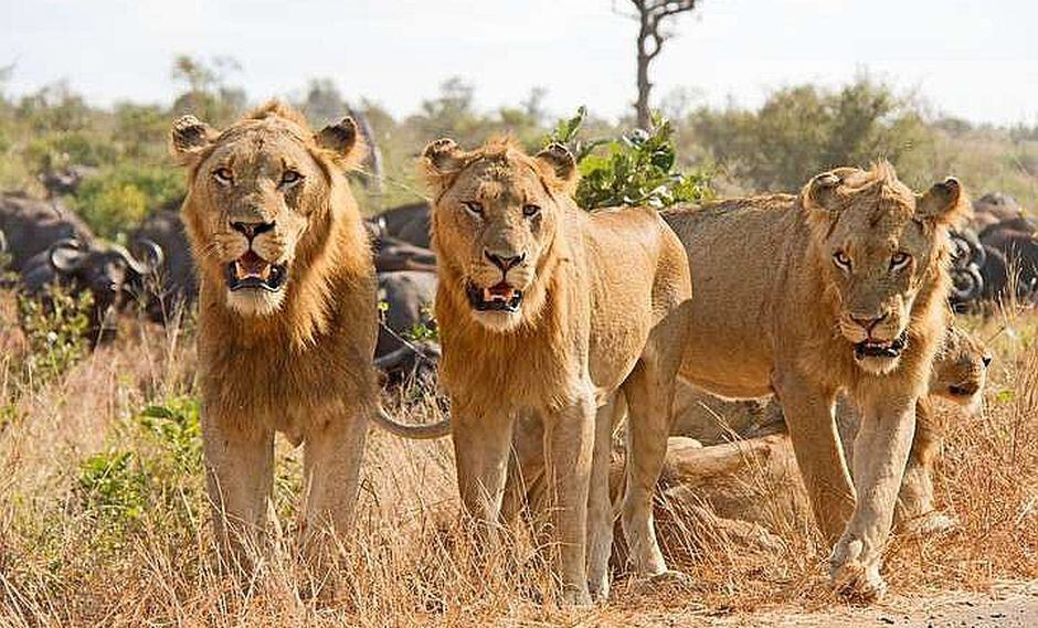 Manada de leones se comió a un cazador y solo dejaron su ...