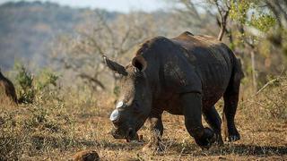 ​Cortarán cuernos a rinocerontes para salvarlos de cazadores furtivos (VIDEO)