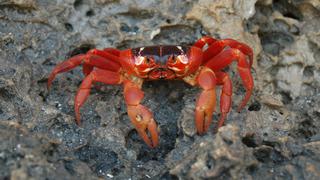 Cangrejos rojos gigantes comienzan su migración anual en la isla australiana de Navidad