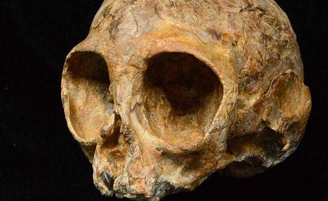 Un nuevo primate arroja luz sobre el antepasado común de simios y humanos 