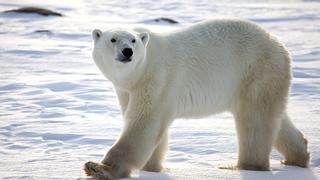 Oso polar mata a un hombre que protegía a sus hijos