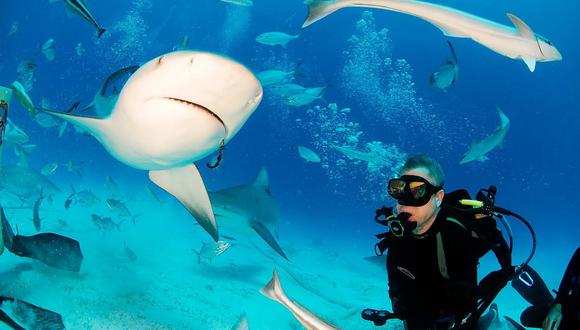 Estudio demuestra que los tiburones valen mucho más vivos que muertos 
