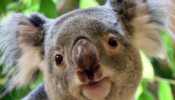 Se pretende asegurar un futuro saludable para los koalas.