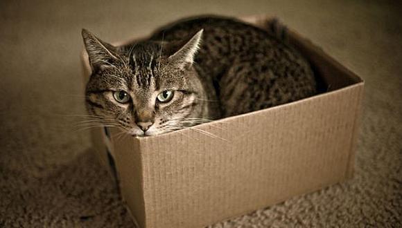 Gato se mete accidentalmente a una caja de encomiendas y viaja 1200 km (FOTOS)