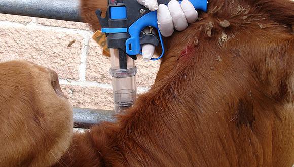 Instan a vigilar e investigar más el uso de antibióticos en ganadería 