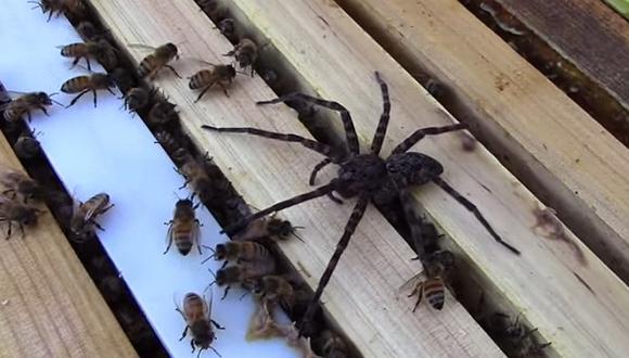 YouTube: video muestra el terrible ataque de una colonia de abejas a una araña