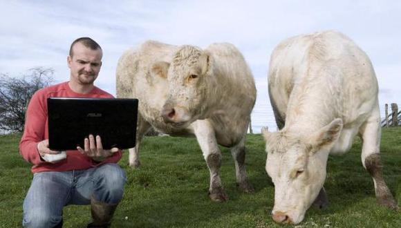 Aparece en Internet un sitio para encuentros sexuales con vacas 