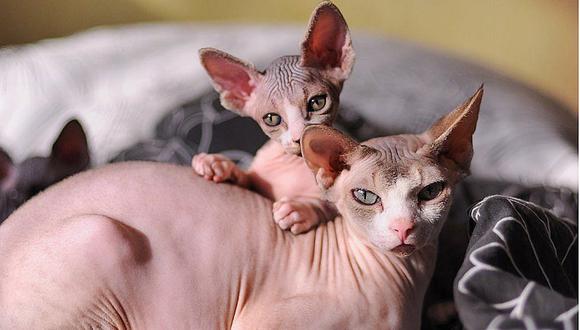 Gatos: 8 razas de felinos más raros del mundo