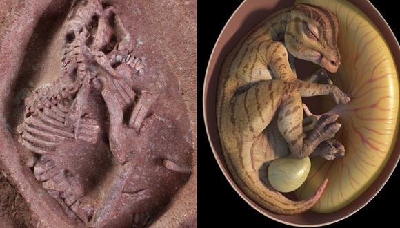 El Museo de Historia Natural de Piedra Yingliang ha llamado a los especímenes “Ying Baby”. (Foto: YINGLIANG STONE NATURAL HISTORY MUSEUM)