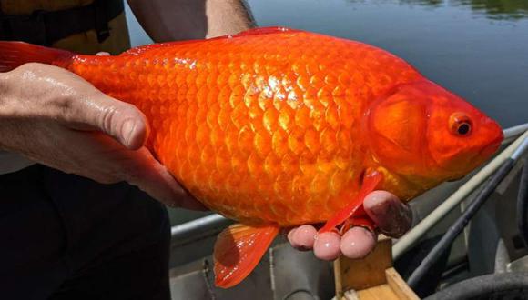Los goldfish pueden llegar a alcanzar el tamaño de una pelota de fútbol y pesar hasta 2 kilos.