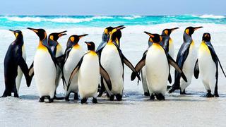 Pingüinos de la Antártida se alimentan de plásticos que los humanos tiramos a los mares e inundan el planeta