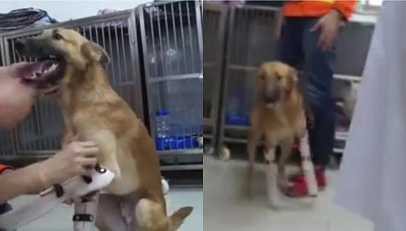 Facebook: Perrito derrocha felicidad al poder caminar con sus prótesis [VIDEO]