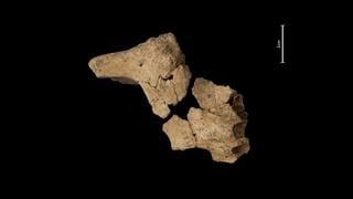 Hallan fósil humano de 1,4 millones de años que forma parte de “la cara del primer europeo”