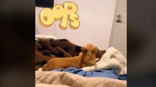 Perrito chihuahua tiene graciosa reacción al escuchar que se lo comerán en la cuarentena | VIDEO