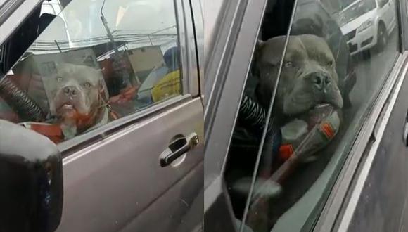 El perrito fue encontrado muy tranquilo, sentado en el asiento del conductor. (Foto: @teven119/composición)