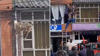 Rescatan a perro que quedó colgando entre cables por perseguir a un gato | VIDEO