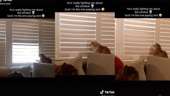La gatita recibió gran respaldo en los comentarios de TikTok tras hacerse viral. (Foto: Composición)