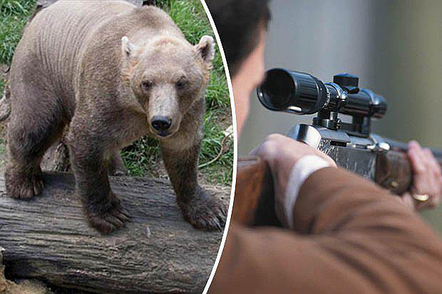 Alemania: oso se les escapa y lo asesinan sin que haga nada