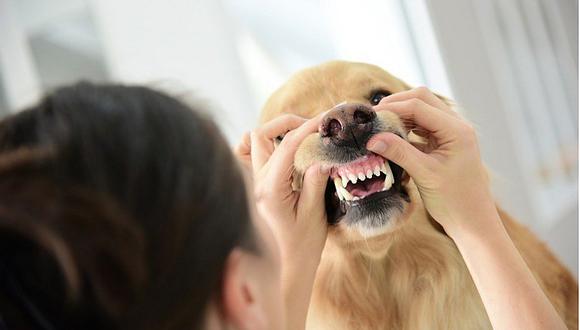 7 problemas comunes dentales en los perros