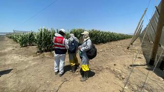 Inspectores de Sunafil verifican condiciones laborales en 110 empresas agroindustriales, en La Libertad