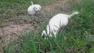 Mascotas: ¿Por qué estos perritos vienen enterneciendo las redes? (VIDEO)