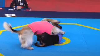 Perros salchicha compiten en Juegos Olímpicos para canes y son la sensación
