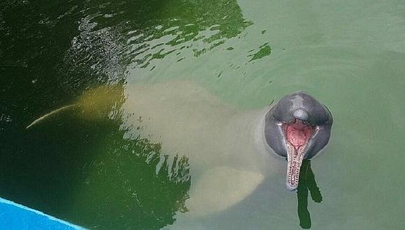 Iquitos: Delfín rosado 'Huayrurín' será trasladado a la laguna Quistococha 