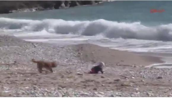 Perro salva a bebe de caer en el mar [VIDEO]