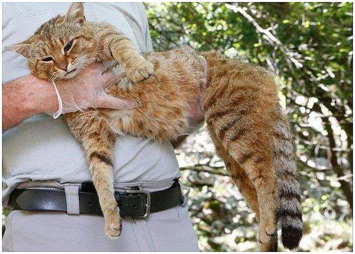 ​Descubren nueva especie de felino, el enigmático y bello "gato-zorro"