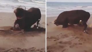 La curiosa reacción de un toro al estar por primera vez en la playa (VIDEO)