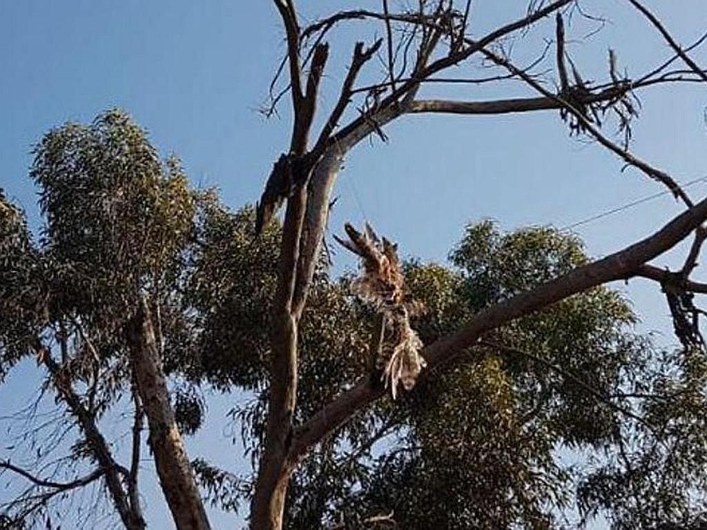 ​Terroristas palestinos atacan a Israel con inocente ave con fuego