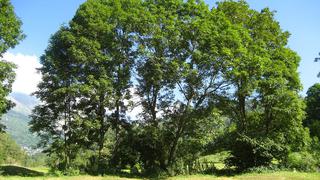 Genoma de árbol aporta estrategias para evitar contagio de hongos 