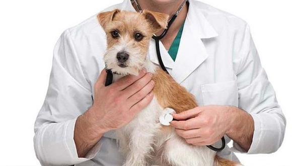 Minsa lanza campaña gratuita para vacunación a mascotas 