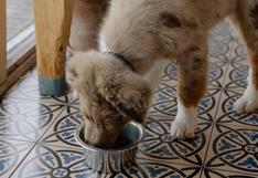 La rutina rápida de limpieza para los platos de comida de tu perro 
